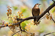 Picture 'Br1_1_00696 Bird, Brazil'